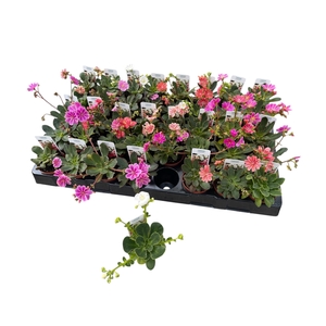 LEWI ROCKY COLOR GEM