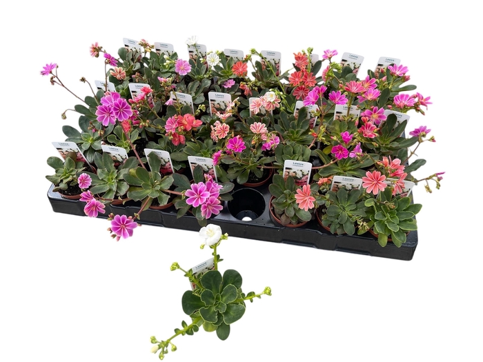 <h4>LEWI ROCKY COLOR GEM</h4>