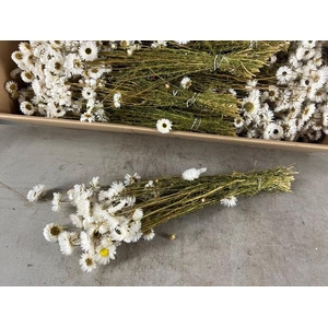 DF Acrolinium Bs White