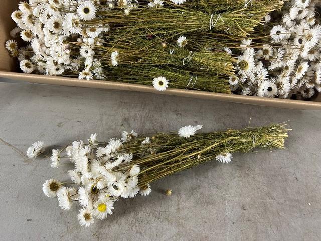 <h4>DF Acrolinium Bs White</h4>