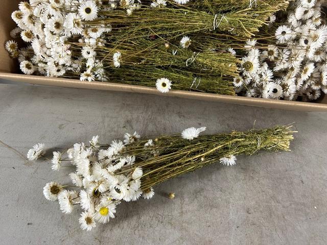 <h4>DF Acrolinium Bs White</h4>