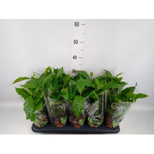 Coffea arabica