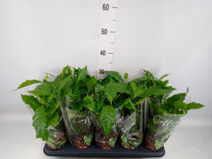 <h4>Coffea arabica</h4>