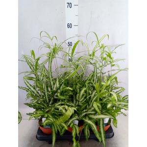 Pteris cretica 'Albolineata'