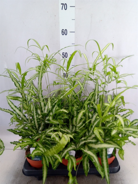 <h4>Pteris cretica 'Albolineata'</h4>