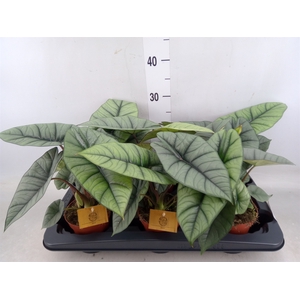 Alocasia  'Platinum'