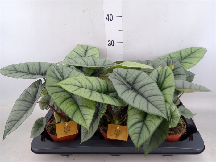 <h4>Alocasia  'Platinum'</h4>