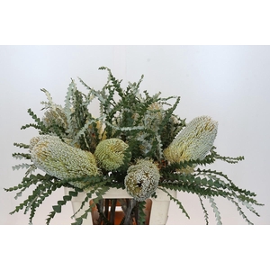 Banksia Speciosa