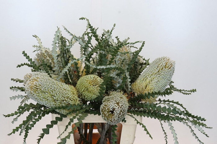 <h4>Banksia Speciosa</h4>