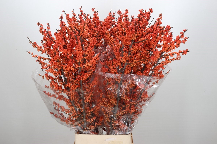 <h4>Ilex Winter Gold</h4>