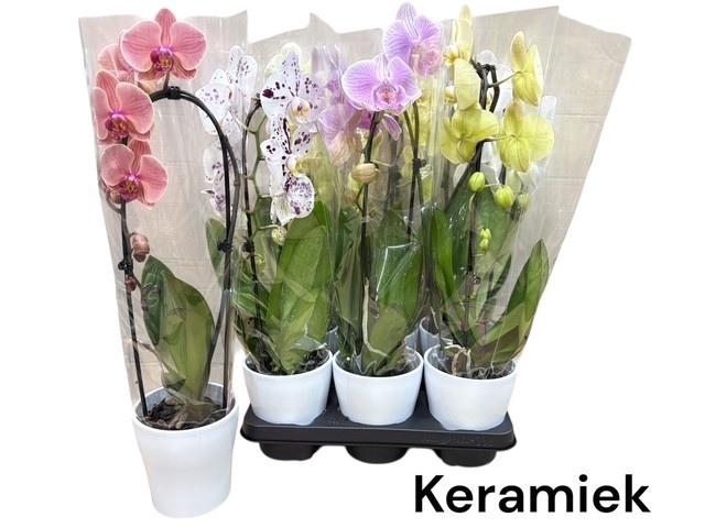 <h4>ARR PHAL 1 TAK</h4>