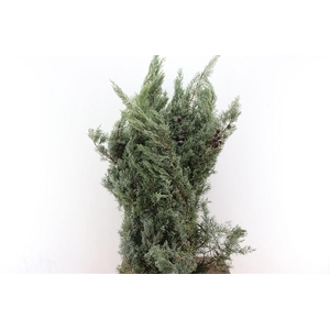 Arizonica Cupressus 5kg P Pak