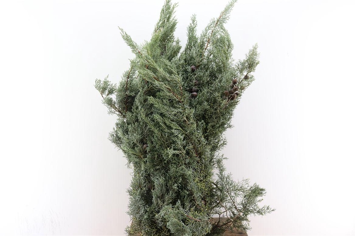 <h4>Arizonica Cupressus 5kg P Pak</h4>