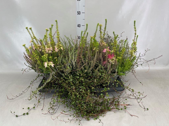 <h4>Calluna vulg.   ...</h4>