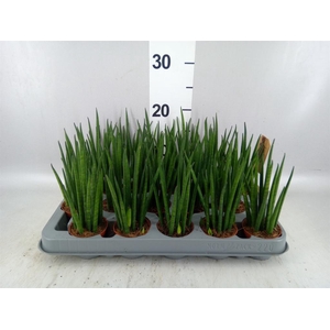 Sansevieria bacularis