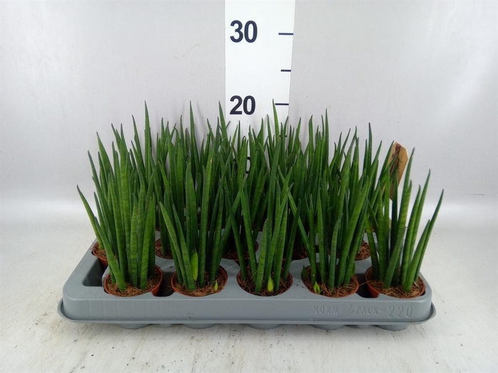 <h4>Sansevieria bacularis</h4>