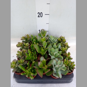 Crassula   ...mix