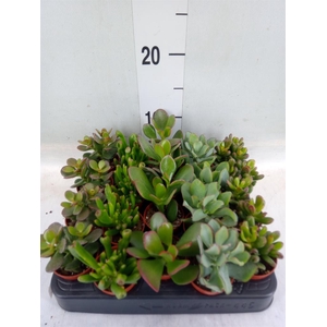Crassula   ...mix