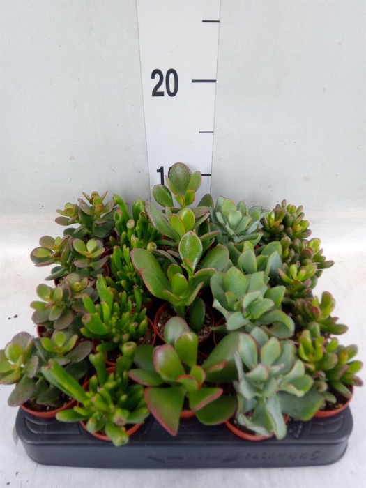<h4>Crassula   ...mix</h4>