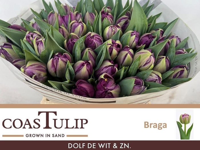 <h4>TU DU BRAGA</h4>