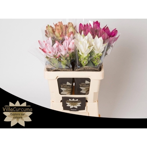 CURCUMA SONST