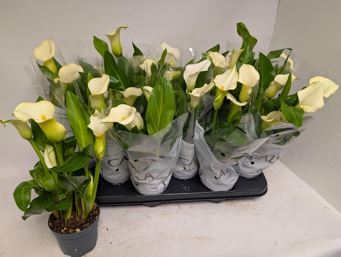 <h4>ZANT CAPT FRESCO</h4>