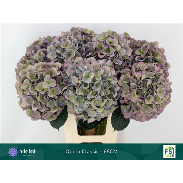 <h4>Opera Classic - 65CM</h4>