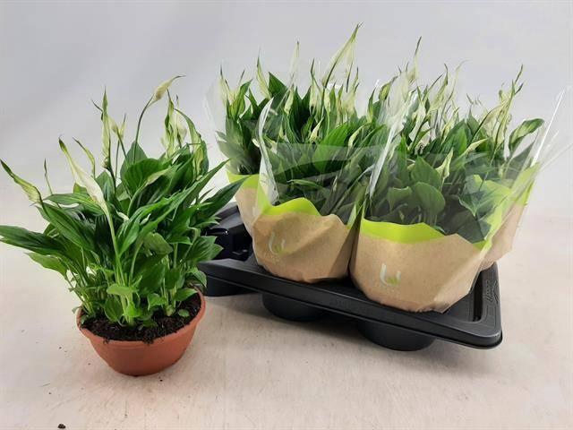 <h4>SPATH CHOPIN</h4>