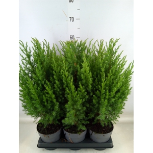 Juniperus chinensis 'Stricta'