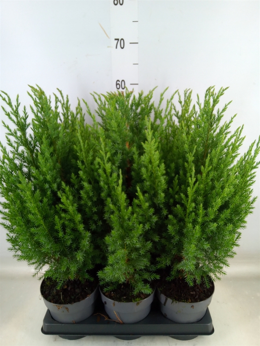 <h4>Juniperus chinensis 'Stricta'</h4>