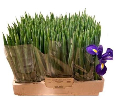 <h4>Iris Blue Magic</h4>
