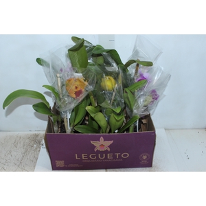 ORQUIDEA CATTLEYA P15