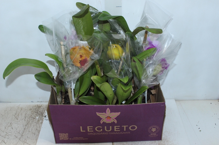 <h4>ORQUIDEA CATTLEYA P15</h4>