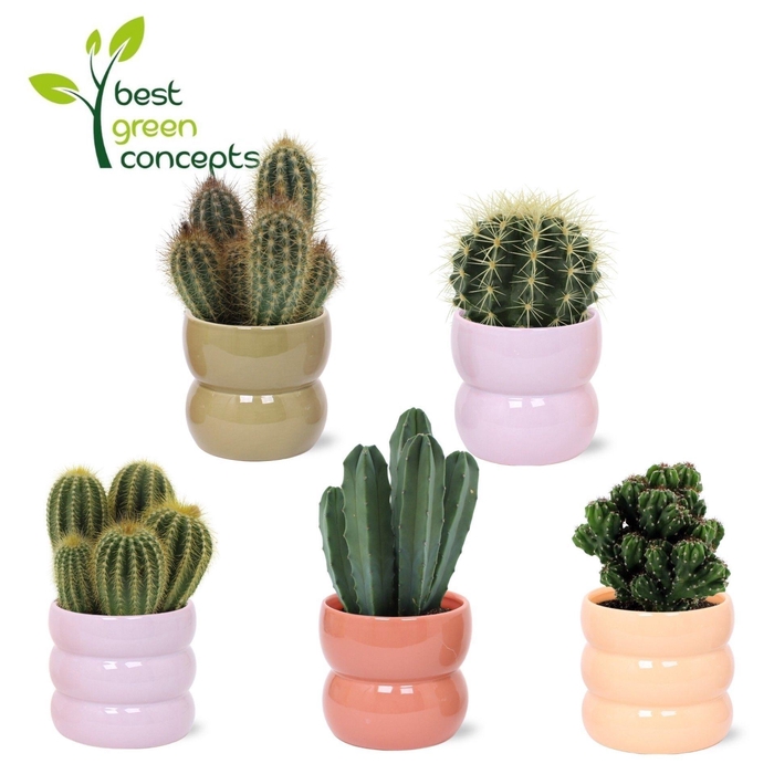 <h4>CACTUS OV</h4>