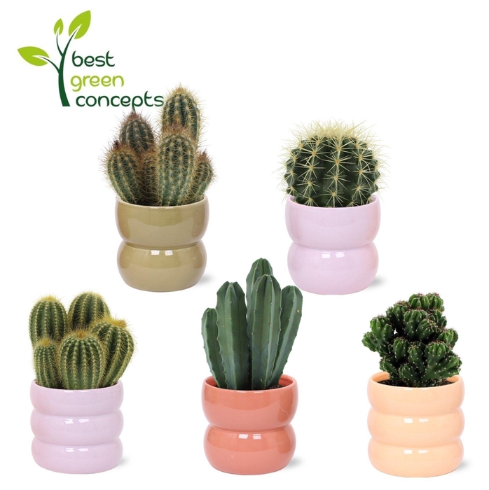 <h4>CACTUS OV</h4>