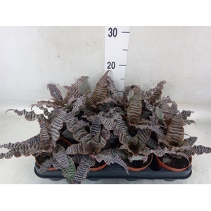 Cryptanthus zonatus
