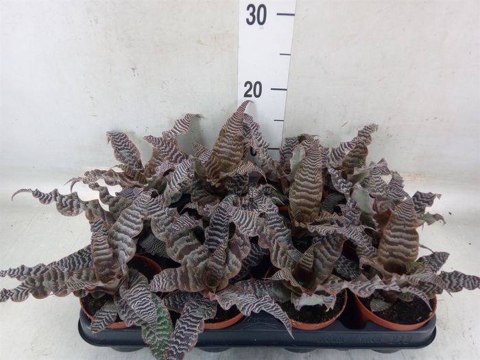 Cryptanthus zonatus