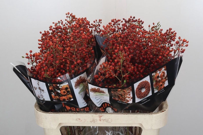 <h4>ROSA ROSEFR ELITE</h4>