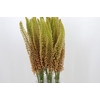 Eremurus Emmy Ro