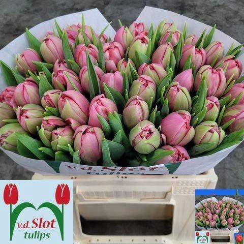 <h4>TU DU ETCHED SALMON</h4>