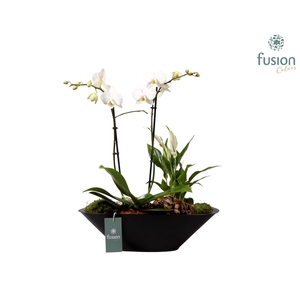 Metalen bootvorm pot met Phalaenopsis Arrangement
