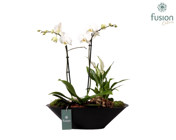 <h4>Metalen bootvorm pot met Phalaenopsis Arrangement</h4>