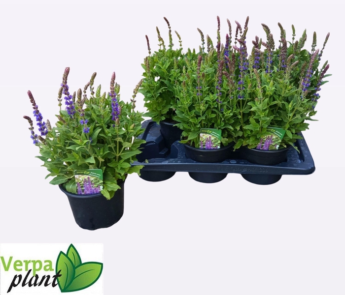 <h4>SALVIA NE OSTFRIESL</h4>