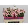 Ranunculus Romance Seine