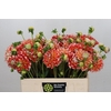 Dahlia Hapet Harmony