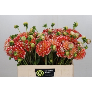 Dahlia Hapet Harmony