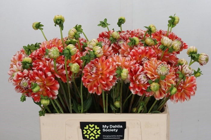 <h4>Dahlia Hapet Harmony</h4>