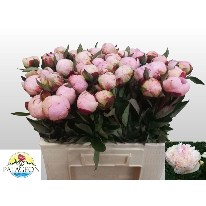 <h4>PAEO L FLOR NICHOLLS</h4>