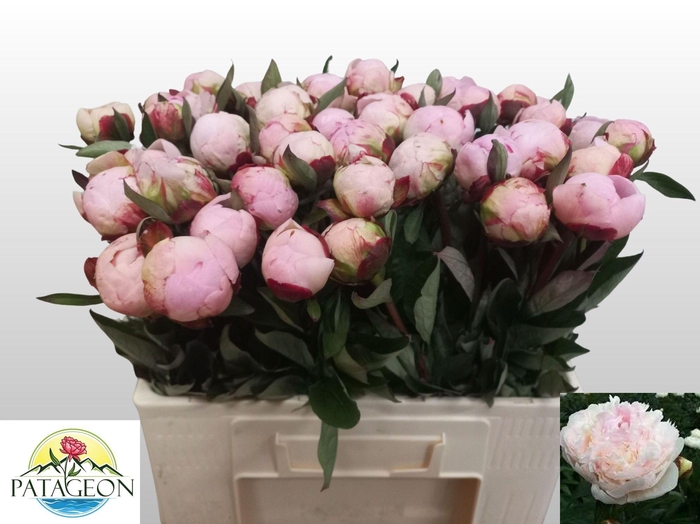 <h4>PAEO L FLOR NICHOLLS</h4>