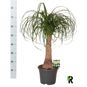 BEAUCARNEA RECUR